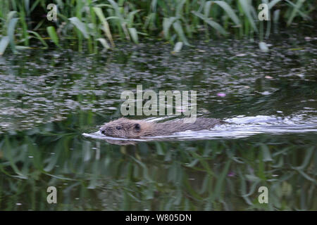 Eurasienne jeune castor (Castor fiber) kit piscine. Kit sauvage né à la Loutre de rivière, au cours de procès, Castor Devon géré par le Devon Wildlife Trust. Devon, Royaume-Uni, août 2015. Banque D'Images