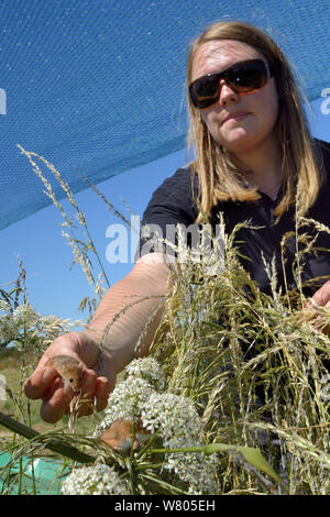 Emily Howard-Williams libérant une souris Micromys minutus (Récolte) dans un champ de dispersion de l'étude de l'enceinte et les techniques de surveillance, Moulton, Northampton, Royaume-Uni, juin. Parution du modèle. Banque D'Images