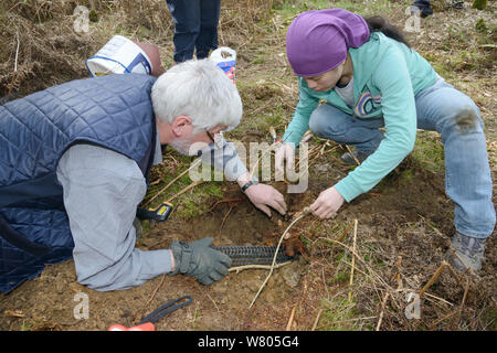 Roger Fontaine et Jia Ming Lim pose d'un tube à la sortie d'un terrier hibernation / Lipides comestibles loir (Glis glis) après son remplacement lors d'une enquête dans les bois où cette espèce européenne a être naturalisés, España, avril, modèle publié. Banque D'Images