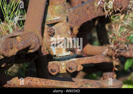 Papillon bois mouchetée (Pararge aegeria) au soleil sur les machines agricoles rouillées, Norfolk, Angleterre, août. Banque D'Images