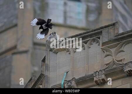 Pie bavarde (Pica pica) mobbing Le Faucon pèlerin (Falco peregrinus) Cathédrale de Norwich, Norfolk, Angleterre, Royaume-Uni, juin. Banque D'Images