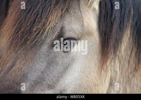 Poney Konik (Equus ferus caballus) close up of eye, Suffolk, Angleterre, Royaume-Uni, avril. Banque D'Images