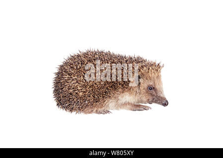 Hérisson (Erinaceus europaeus) Barnt Green, Worcestershire, Angleterre, Royaume-Uni, mai. Banque D'Images