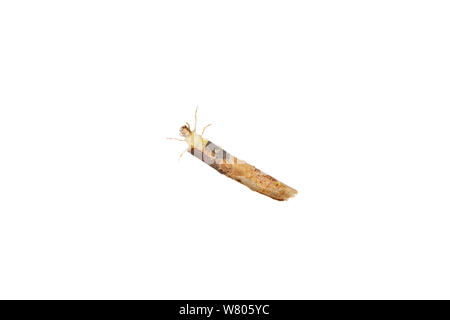 Larve de phrygane (Trichoptères) dans l'affaire, Worcestershire, Royaume-Uni, mai. Banque D'Images