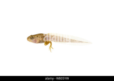 Grenouille rousse (Rana temporaria) dans les processus de la métamorphose de larve, juvénile en Barnt Green, Worcestershire, Royaume-Uni, mai Banque D'Images