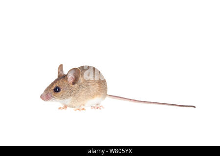Souris en bois (Apodemus sylvaticus) Worcestershire, Angleterre, Royaume-Uni, mai, Banque D'Images