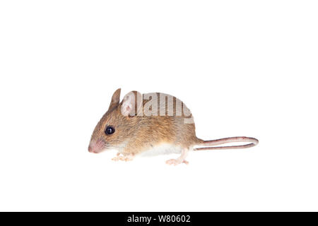 Souris en bois (Apodemus sylvaticus) Worcestershire, Angleterre, Royaume-Uni, mai, Banque D'Images