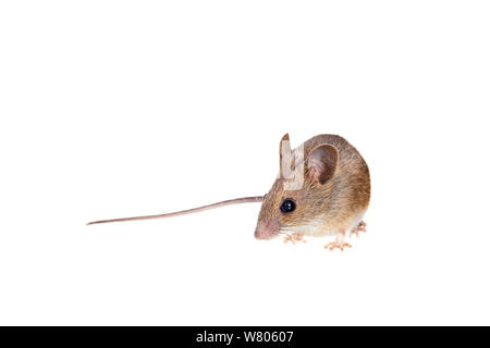 Souris en bois (Apodemus sylvaticus) Worcestershire, Angleterre, Royaume-Uni, mai, Banque D'Images