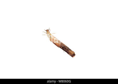 Larve de phrygane (Trichoptères) rameau avec cas. Worcestershire, Royaume-Uni, mai. Banque D'Images