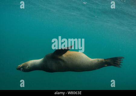 Otaries des Galapagos (Zalophus wollebaeki) sous-marine. Galapagos. Endémique. Banque D'Images