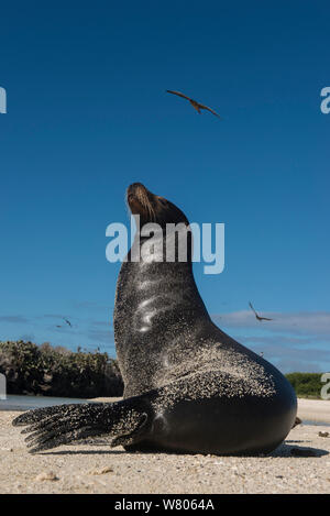 Otaries des Galapagos (Zalophus wollebaeki) sur plage, Galapagos. Banque D'Images