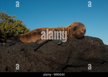 Pup sealion Galapagos (Zalophus wollebaeki) sur la rive, Galapagos. Banque D'Images