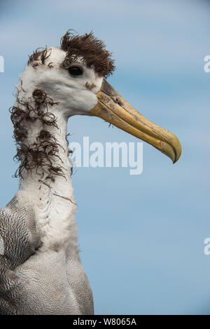 Albatros des Galapagos (Phoebastria irrorata) envol pour mineurs. L'île de Espanola. Endémique, Galapagos Banque D'Images