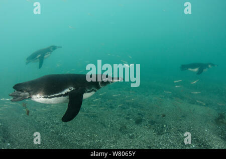 Les manchots des Galapagos (Spheniscus mendiculus) natation, Galapagos. Les espèces endémiques. Banque D'Images