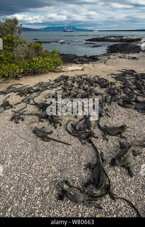 Iguane marin (Amblyrhynchus cristatus) Groupe sur l'île de Fernandina Beach. Galapagos, espèces endémiques. Banque D'Images