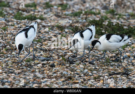 Pied avocets (Recurvirostra avosetta) affichage sur un site de nidification potentiels sur une île de bardeaux. Oosterendl, île de Texel, aux Pays-Bas. Banque D'Images