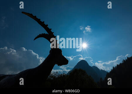 Statue de Bouquetin des Alpes (Capra ibex) qui se profile, avec des montagnes, Kranjska Gora, Jesenice, Alpes Juliennes, en Slovénie, en octobre. Banque D'Images