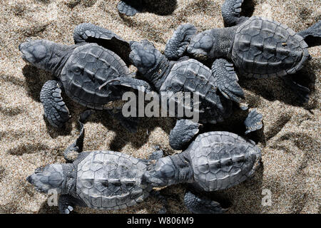 Tortue de mer loggerhead (Caretta caretta) hatchling à marcher en direction de la mer, sur la plage, la Turquie. En août. Banque D'Images