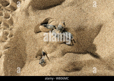 Tortue de mer loggerhead (Caretta caretta) Les petites tortues sortent d'imbriquer enfoui dans le sable, la Turquie, juillet. Banque D'Images