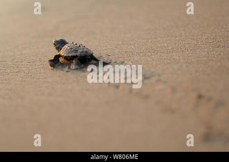 Tortue de mer loggerhead (Caretta caretta) hatchling à marcher en direction de la mer, sur la plage, la Turquie. Juillet. Banque D'Images