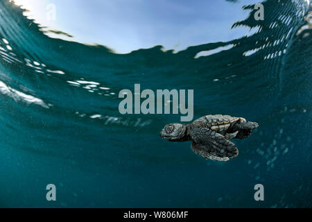 Tortue de mer loggerhead (Caretta caretta) hatchling natation dans la mer, la Turquie. Juillet. Banque D'Images