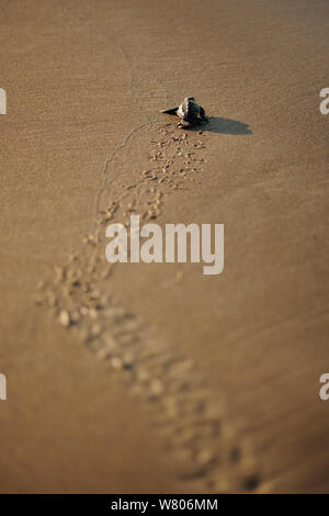 Tortue de mer loggerhead (Caretta caretta) hatchling à marcher en direction de la mer, sur la plage, la Turquie. En août. Banque D'Images