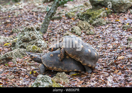 Red-footed tortoise (Chelonoidis carbonaria) paire d'accouplement, la Barbade. Banque D'Images