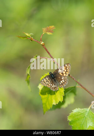 Duc de Bourgogne Hamearis lucina (papillon) Kent, Angleterre, Royaume-Uni, juin. Banque D'Images