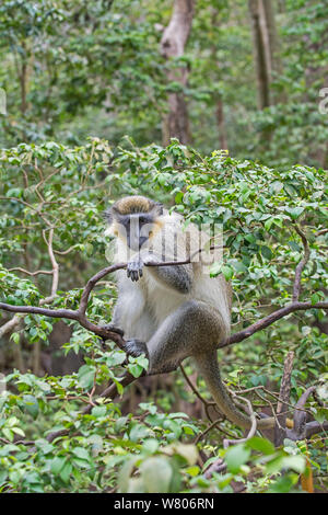 Singe vert (Chlorocebus sabaeus) dans l'arbre, la Barbade. Banque D'Images