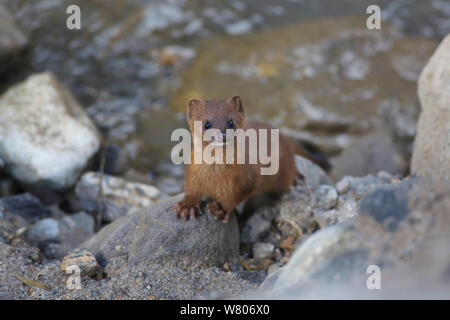 Belette de Sibérie (Mustela sibirica) Mont Namjagbarwa Yarlung Zangbo, le Parc National du Grand Canyon, de la préfecture de Nyingchi, Tibet, Chine. Octobre. Banque D'Images