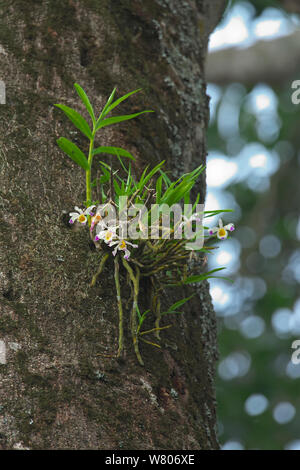 Orchidée dendrobium (sp) sur les épiphytes tronc d'arbre, Simao, Préfecture de la province de Yunnan, en Chine, en mai. Banque D'Images