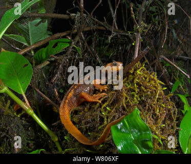 Newt Tylototriton verrucosus (Crocodile) la nuit, Jailigong Mountain National Nature Reserve, Tengchong county, Province du Yunnan, en Chine, en mai. Banque D'Images