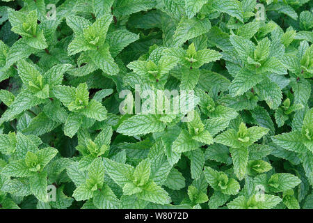 Feuilles de menthe (Mentha spicata) dans un jardin, l'île de Corse. France, septembre Banque D'Images