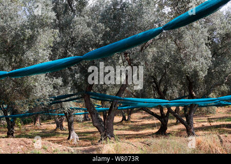 Filet sous l'olivier (Olea europaea) pour la récolte des olives, Sainte-Lucie-de-Tallano, Corse, France, septembre. Banque D'Images