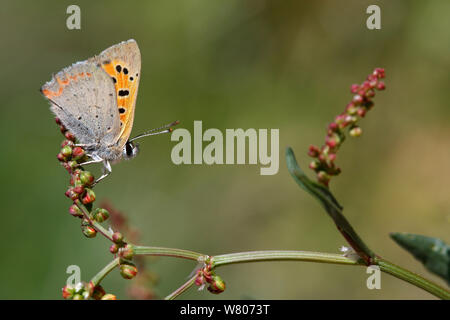 Cuivre (papillon Lycaena Grecian ottomana) reposant sur une usine, Corse, France, mai. Les espèces vulnérables. Banque D'Images