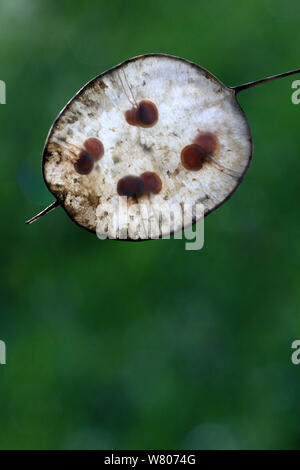 Franchise annuelle (Lunaria annua) gousse, Close up, la Haute Loire, Auvergne, France, août. Banque D'Images