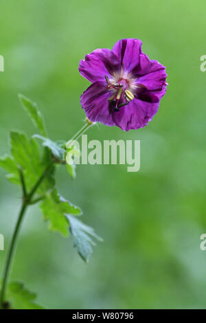 Géranium sanguin (Geranium phaeum sombre) dans un pré de fleurs sauvages, Bagneres de Luchon, Haute Garonne, Pyrénées, France, juillet Banque D'Images