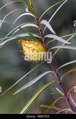 L'asclépiade (Asclepias / Gomphocarpus fructicosus) dans le secteur des fruits, en jardin botanique, Bandol, Var, Provence, France, mars. Banque D'Images