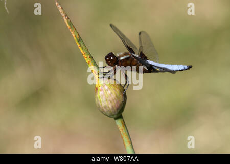 Sympetrum depressiusculum tacheté (dard) mâle sur l'ail éléphant / Ail des bois (fermé) avec une saucisse végétarienne traditionnelle galloise fleur, Var, Provence, France, mai Banque D'Images