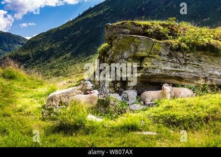 Un grup de moutons se reposant à l'ombre d'un gros rocher sur la route en Norvège Banque D'Images