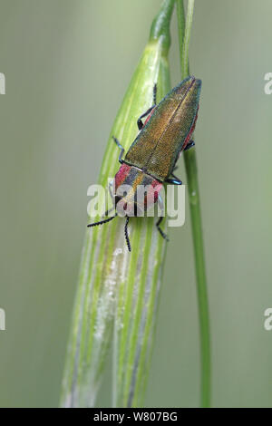 Jewel beetle (Anthaxia hungarica) sur herbe, Var, Provence, France, avril. Banque D'Images