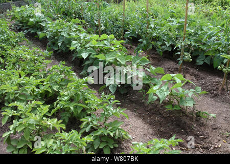 De plus en plus de légumes en rangées dans un jardin biologique, la pomme de terre (Solanum tuberosum), la tomate (Solanum lycopersicum), haricots (Phaseolus vulgaris), Var, Provence, France, juin. Banque D'Images