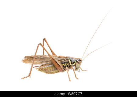 Roesel's bush (Metrioptera roeselii cricket) mâles ailés, aux Pays-Bas, en juillet. Projet d'Meetyourneighbors.net Banque D'Images