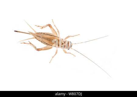 Chambre cricket (Acheta domesticus) féminin, aux Pays-Bas, en septembre. Projet d'Meetyourneighbors.net Banque D'Images