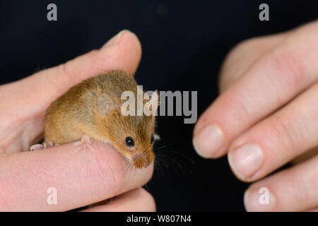 Micromys minutus (souris) sont inspectés avant leur libération à un site sur le terrain, Moulton College, Northampton, Royaume-Uni, juin. Parution du modèle. Banque D'Images