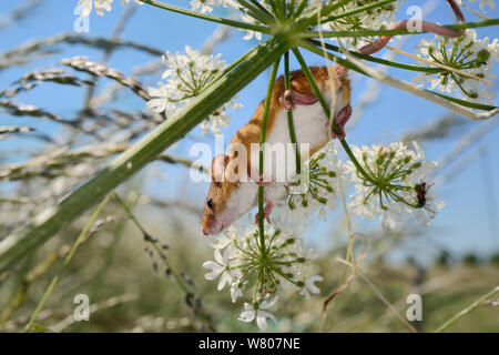 Micromys minutus (souris) accroché à une politique commune de berce du Caucase (Heracleum sphondylium) flowerhead avec ses pieds et la queue après la mise en liberté dans la nature, Moulton, Northampton, Royaume-Uni, juin. Banque D'Images