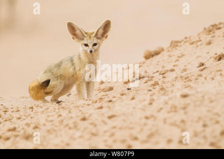 Fennec fox (Vulpes zerda) des profils près de la den, Grand Erg Oriental, le Gouvernorat de Kébili, Tunisie Banque D'Images