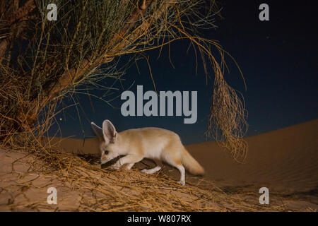 Fennec fox (Vulpes zerda) nuit à la recherche de nourriture, Grand Erg Oriental, le Gouvernorat de Kébili. La Tunisie. Prises avec l'appareil photo à distance piège. Banque D'Images