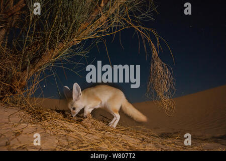 Fennec fox (Vulpes zerda) des profils dans la nuit pour la recherche des proies entre les racines de Retam broom arbuste. Grand Erg Oriental, le Gouvernorat de Kébili, Tunisie. Prises avec l'appareil photo à distance piège. Banque D'Images