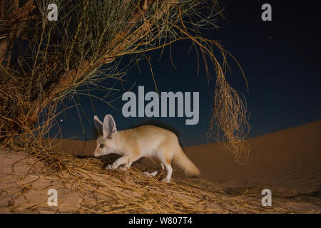 Fennec fox (Vulpes zerda) nuit à la recherche de nourriture, Grand Erg Oriental, le Gouvernorat de Kébili. La Tunisie. Prises avec l'appareil photo à distance piège. Banque D'Images